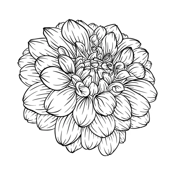 Black and white dahlia flower isolated on background. — Stock Vector