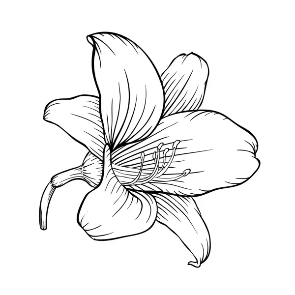 Black and white lily isolated on white background. — Stock Vector