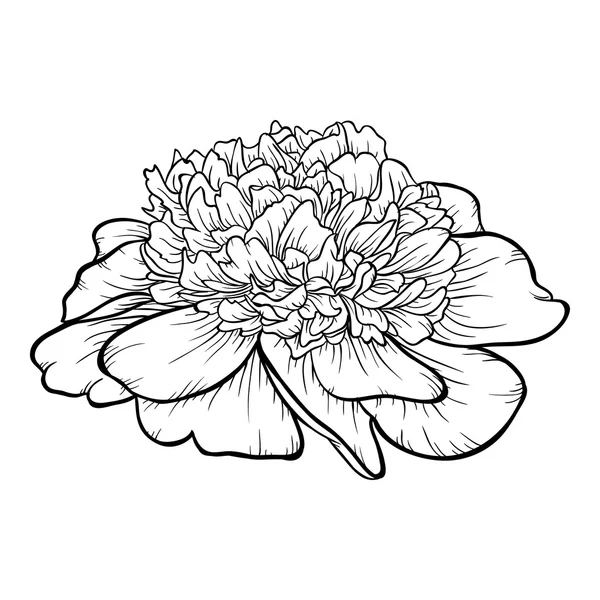 Pivoine noire et blanche isolée sur fond . — Image vectorielle