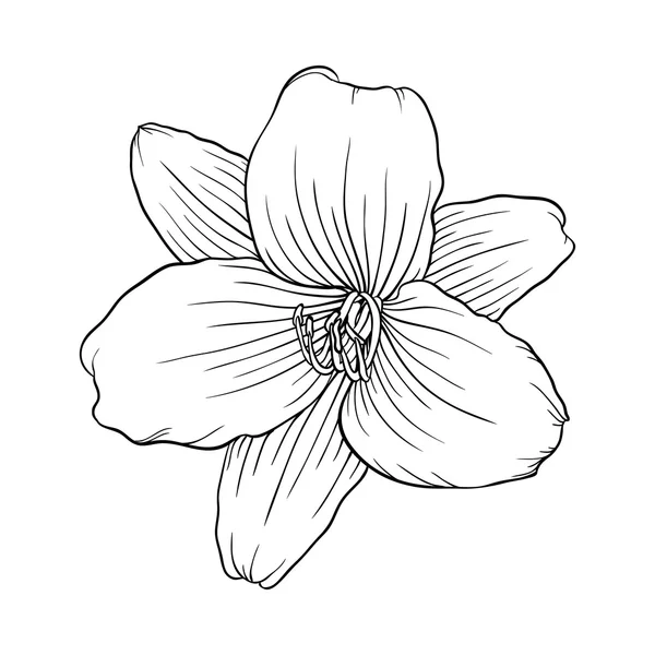 beyaz arka plan üzerinde izole siyah ve beyaz zambak.