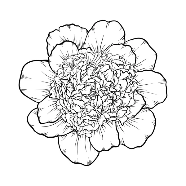 Zwart-wit Peony geïsoleerd op achtergrond. — Stockvector