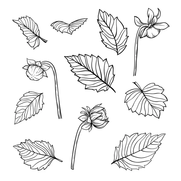 Set of beautiful black and white dahlia leaves and buds — Stock Vector