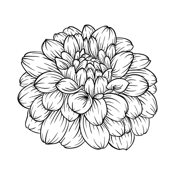 Black and white dahlia flower isolated on background. — Stock Vector