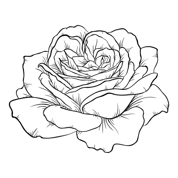 Rose noire et blanche isolée sur fond blanc . — Image vectorielle