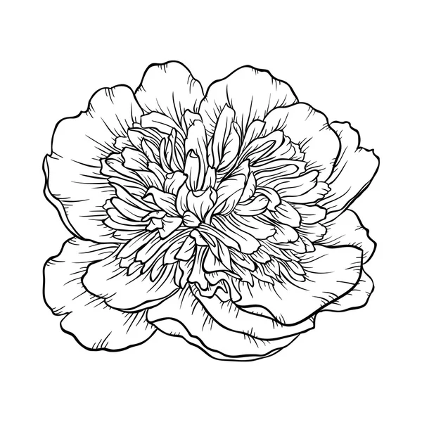 Zwart-wit Peony geïsoleerd op achtergrond. — Stockvector