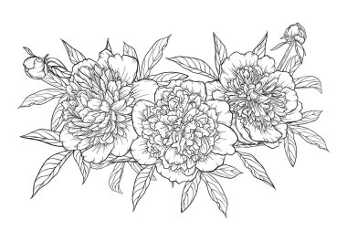 arka plan üzerinde izole güzel tek renkli siyah ve beyaz buket Şakayık.