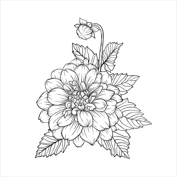 Mooie zwart-wit zwart / wit boeket dahlia geïsoleerd op achtergrond. — Stockvector