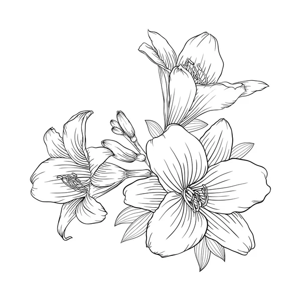 Lily piękny bukiet biało-czarnych monochromatyczne na białym tle na tle. — Wektor stockowy