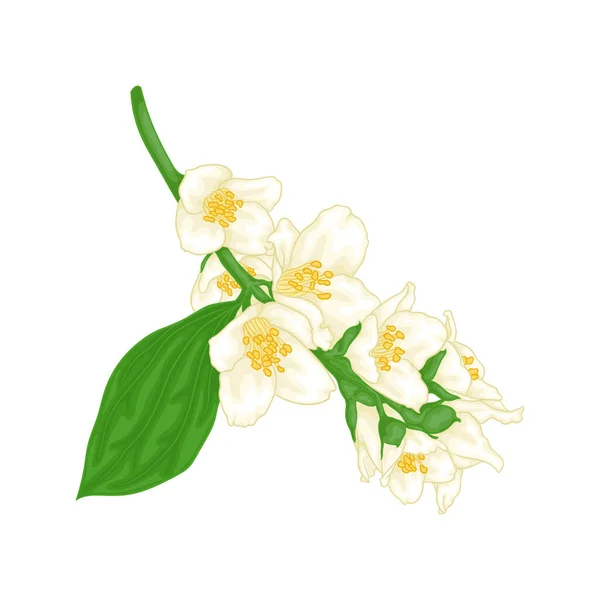 Όμορφο Κλαδί Λουλούδι Γιασεμί Καρτούν Υδατογραφία Στυλ Απομονωμένο Λευκό Φόντο — Διανυσματικό Αρχείο