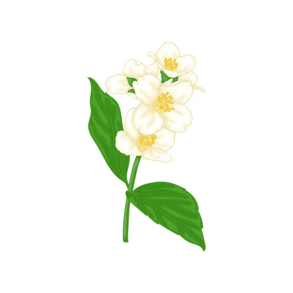 Красивый Ветвь Цветок Жасмина Мультяшный Стиль Акварели Изолированы Белом Фоне — стоковый вектор