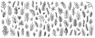 Çiçekler, böğürtlenler ve yapraklar. Çiçekli el yapımı vintage set. Çizim çizimi. Tebrik kartları ve düğün davetiyeleri için element tasarımı, doğum günü.