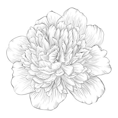 Beyaz arka plan üzerinde izole güzel tek renkli siyah ve beyaz Şakayık çiçeği.