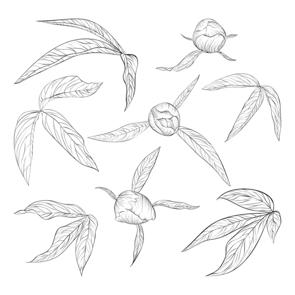 Set of beautiful black and white peony leaves and buds isolated on white. Stock Vector