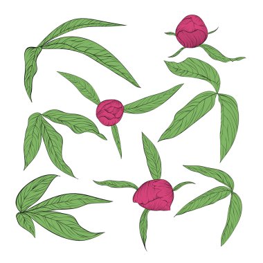 dizi güzel Şakayık yaprakları ve beyaz izole tomurcukları