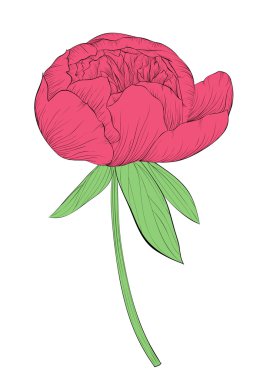 arka plan üzerinde izole güzel Şakayık çiçeği.