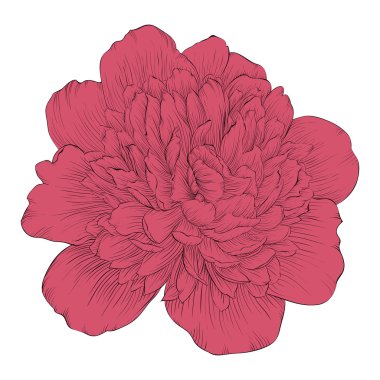 arka plan üzerinde izole güzel Şakayık çiçeği.