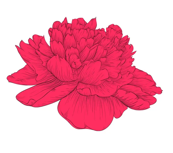 Hermosa flor de peonía aislada en el fondo . — Vector de stock