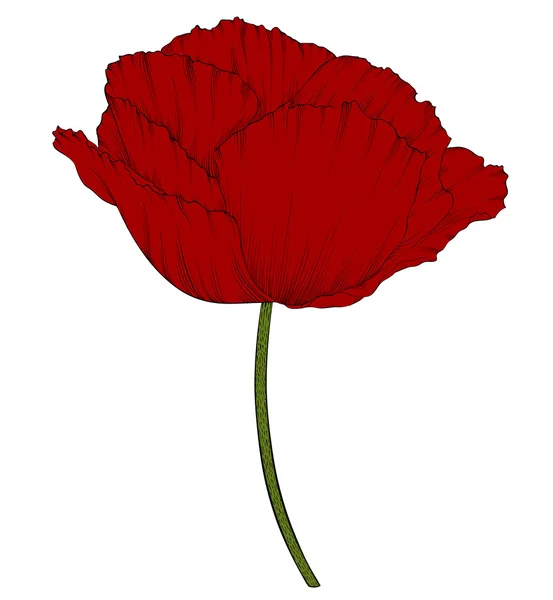 Roter Mohn in einem handgezeichneten grafischen Stil isoliert auf Hintergrund. — Stockvektor