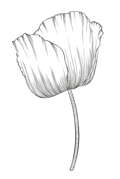 美丽单色黑色和白色罂粟在手绘的图形样式，在背景上孤立的老式颜色. — 图库矢量图片