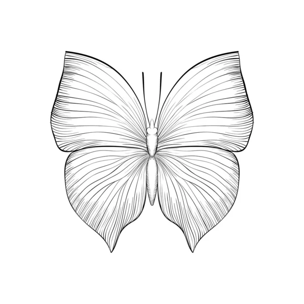 Beautiful monochrome black and white butterfly. — Stock Vector