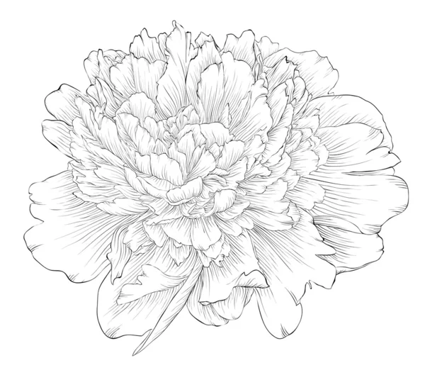 Beautiful monochrome black and white peony flower isolated on white background. — Stock Vector