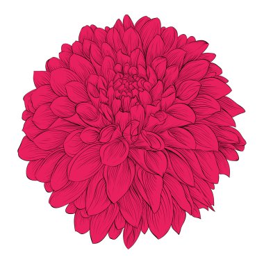 Beautiful flower Dahlia isolated on white background. . for design greeting cards and invitations of the wedding, birthday, Valentine's Day, mother's day and other seasonal holidays