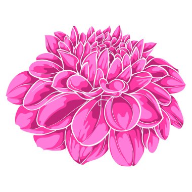 Beyaz arka plan üzerinde izole güzel pembe dahlia. tebrik kartları ve davetiyeler, düğün, doğum günü, Sevgililer günü, anneler günü ve diğer mevsimlik tatil için
