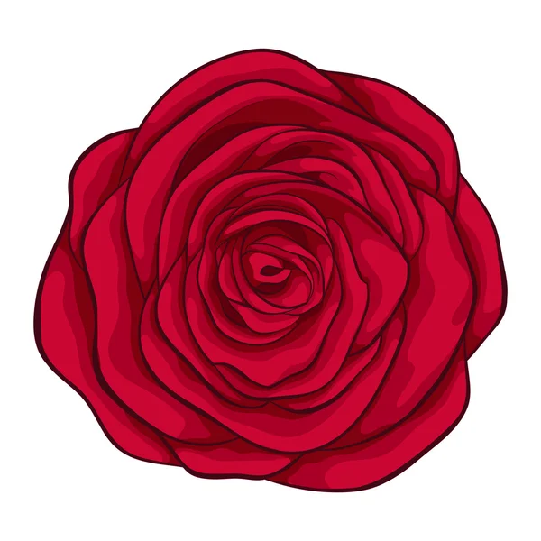 Hermosa rosa roja aislada sobre fondo blanco. para tarjetas de felicitación e invitaciones de la boda, cumpleaños, día de San Valentín, día de la madre y otras fiestas de temporada — Archivo Imágenes Vectoriales