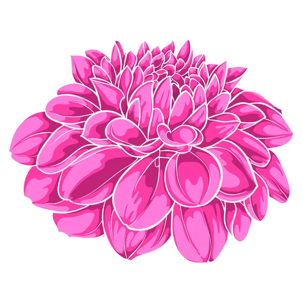 Beautiful pink dahlia isolated on white background. for greeting cards and invitations of the wedding, birthday, Valentine's Day, mother's day and other seasonal holidays — Stock Vector