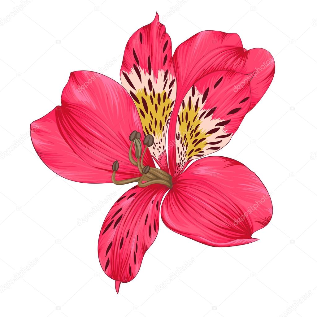 Beautiful bright pink alstroemeria with watercolor effect isolated on white background