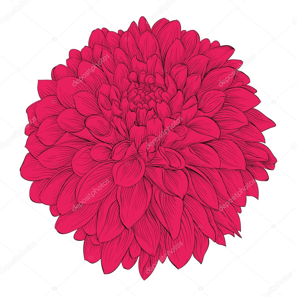 Beautiful flower Dahlia isolated on white background. . for design greeting cards and invitations of the wedding, birthday, Valentine's Day, mother's day and other seasonal holidays
