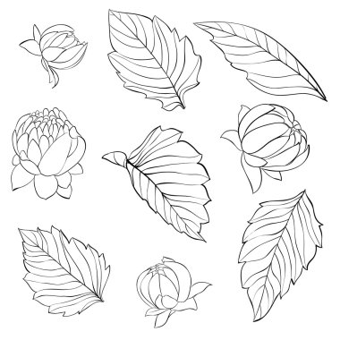 set of beautiful black and white dahlia leaves and buds isolated on background.