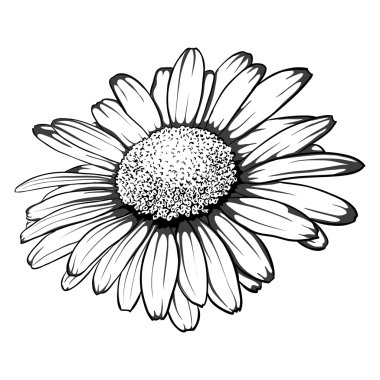 beautiful monochrome, black and white daisy flower isolated. clipart