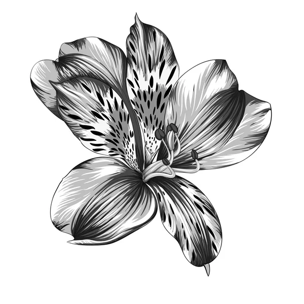 Belle fleur monochrome, noir et blanc Alstroemeria avec effet aquarelle isolé sur fond . — Image vectorielle