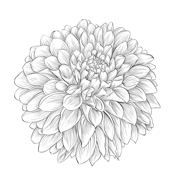 Hermosa flor de dalia blanco y negro monocromo aislado en el fondo . — Vector de stock