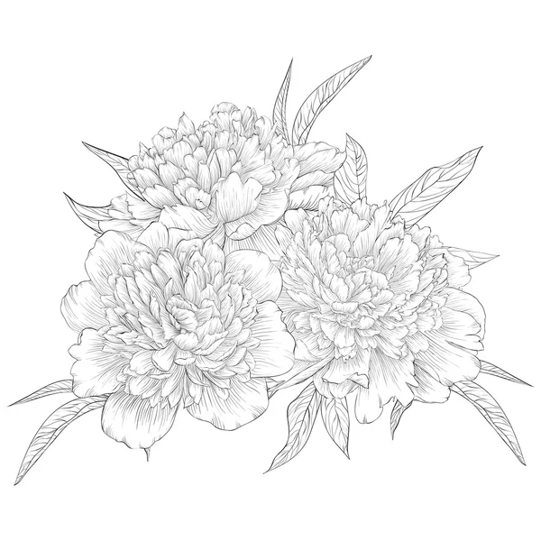Bella peonia bouquet bianco e nero monocromatico isolato su sfondo. Linea di contorno disegnata a mano . — Vettoriale Stock