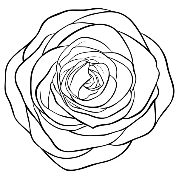 Hermosa rosa monocromática en blanco y negro aislado sobre fondo blanco . — Archivo Imágenes Vectoriales