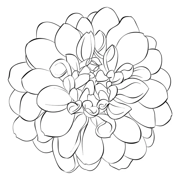 Hermosa flor de dalia blanco y negro monocromo aislado en el fondo. Líneas de contorno dibujadas a mano . — Archivo Imágenes Vectoriales