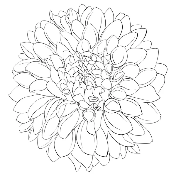 Beautiful monochrome black and white dahlia flower isolated on background. Hand-drawn contour lines. — 图库矢量图片