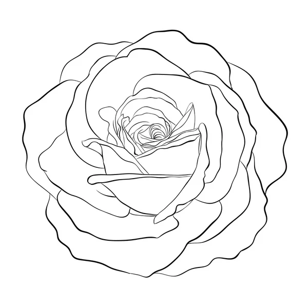 Schöne einfarbige schwarze und weiße Rose isoliert auf weißem Hintergrund. — Stockvektor