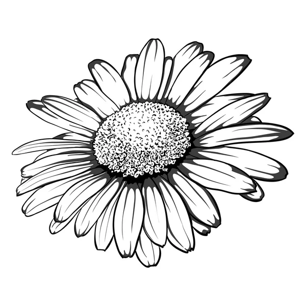 Belle fleur monochrome, marguerite noire et blanche isolée . — Image vectorielle