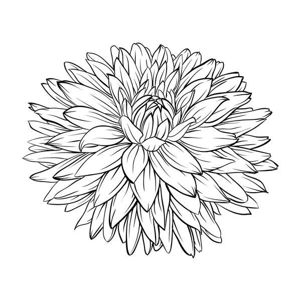 Beautiful monochrome, black and white dahlia flower isolated. Hand-drawn contour lines and strokes. 로열티 프리 스톡 벡터