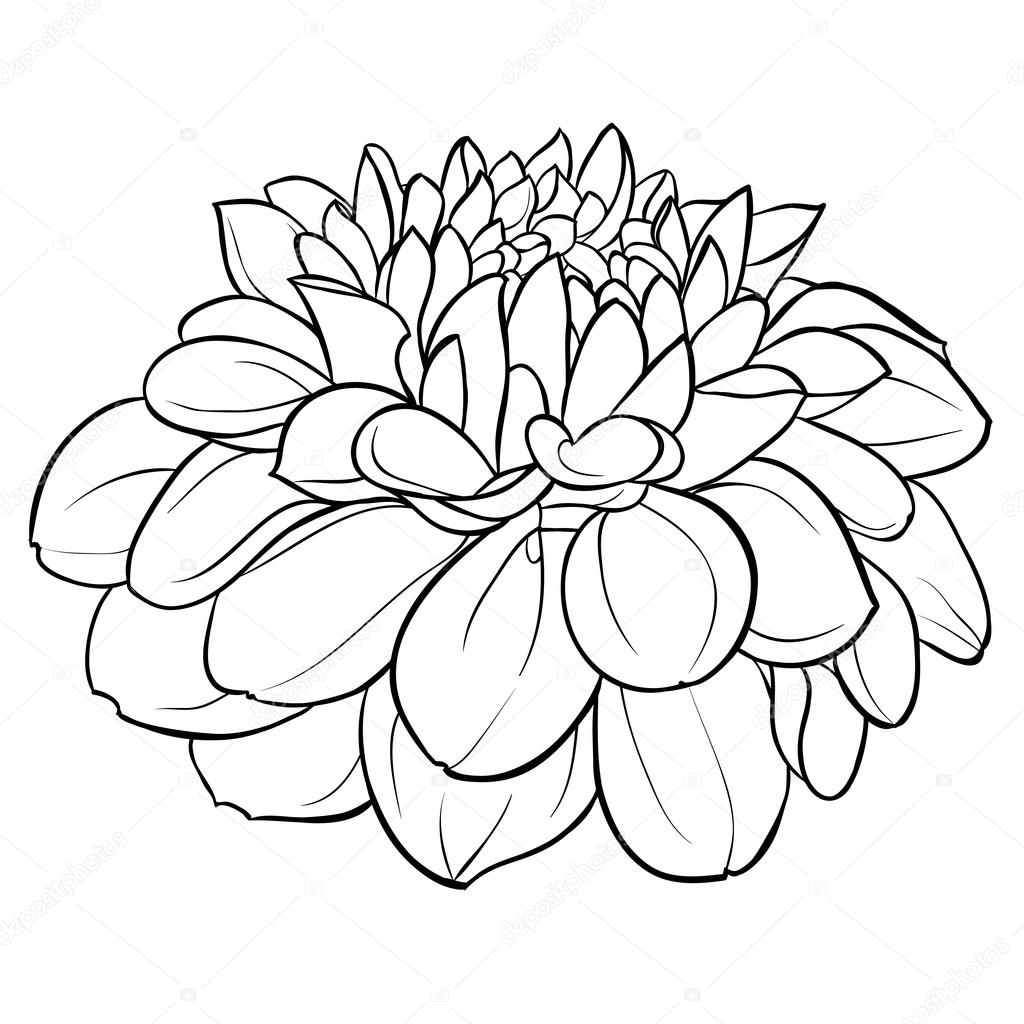 beautiful monochrome black and white dahlia flower isolated on background. Hand-drawn contour lines.