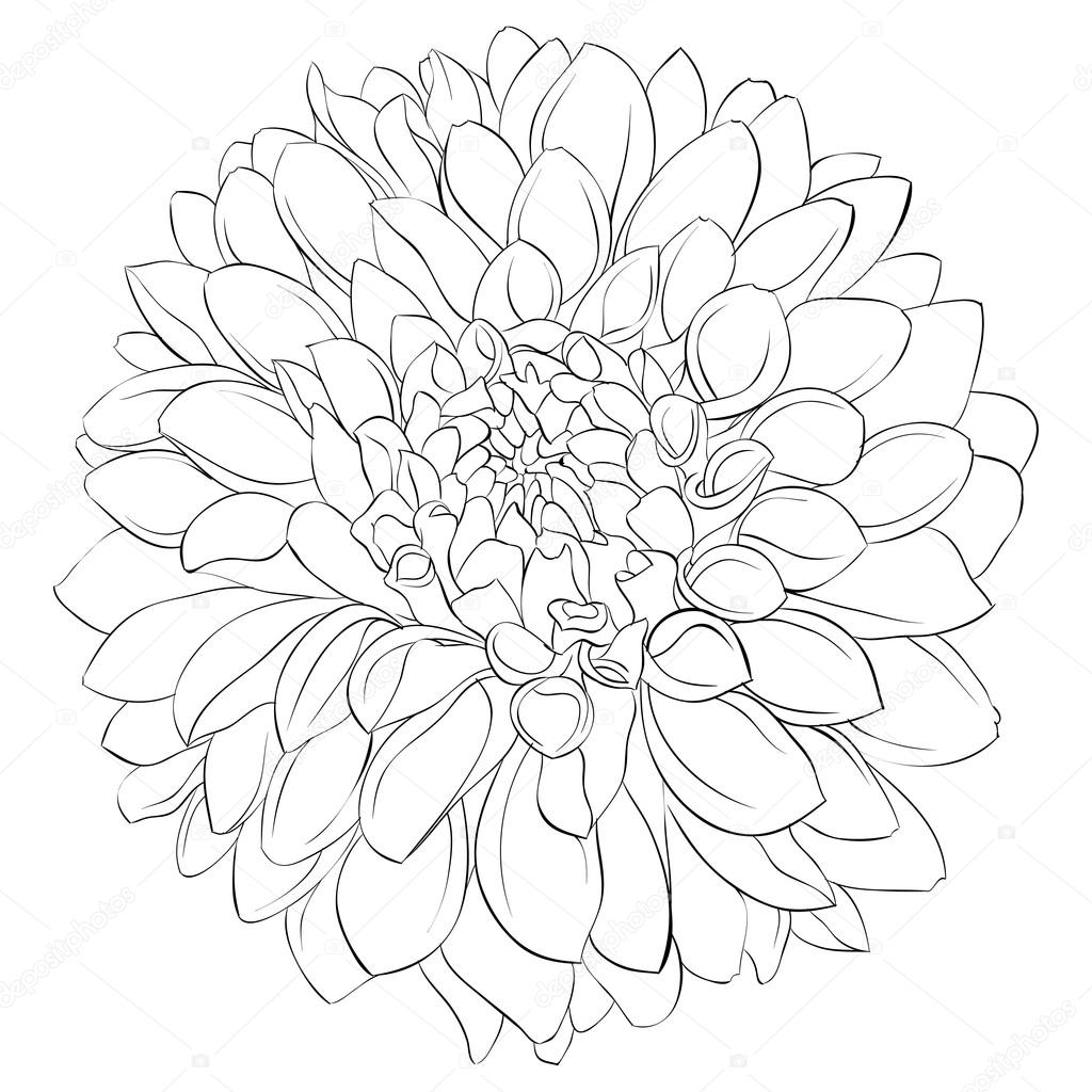 beautiful monochrome black and white dahlia flower isolated on background. Hand-drawn contour lines.
