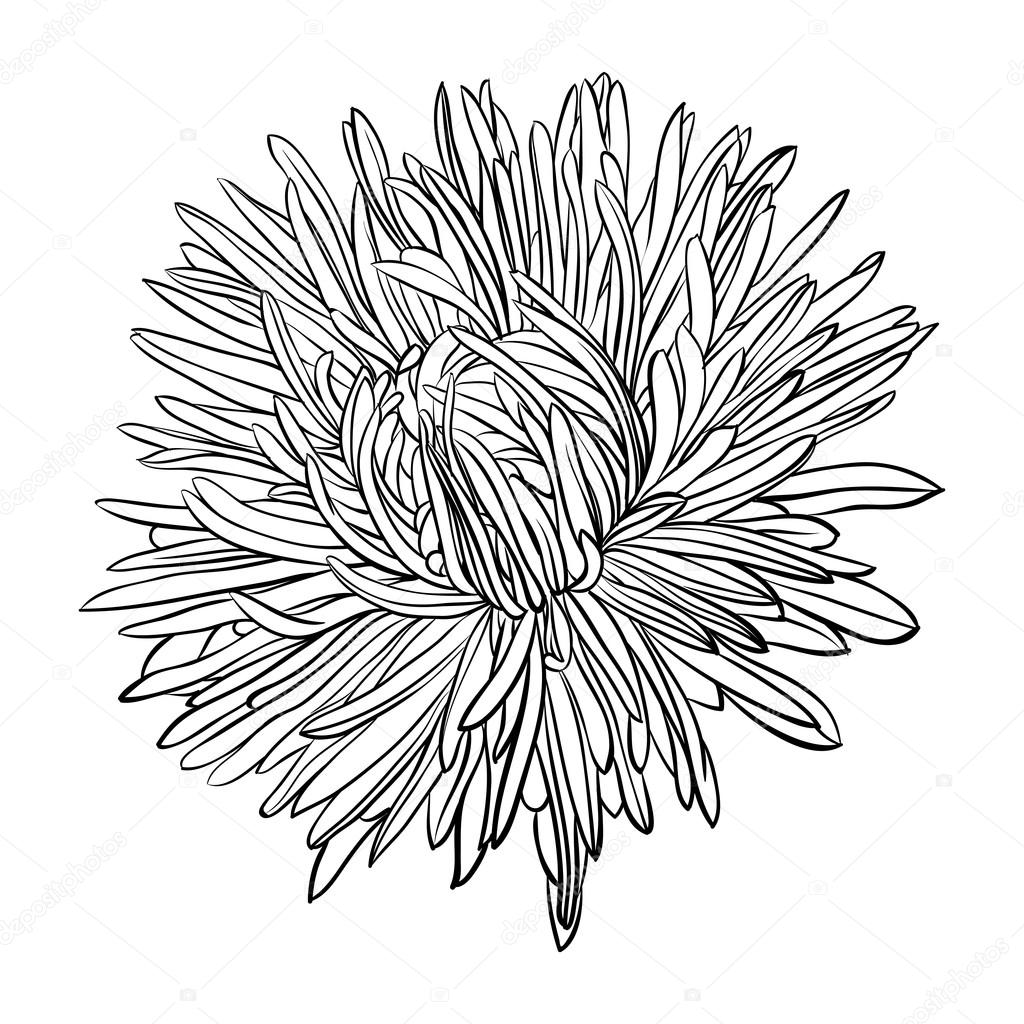 beautiful monochrome, black and white aster flower isolated.