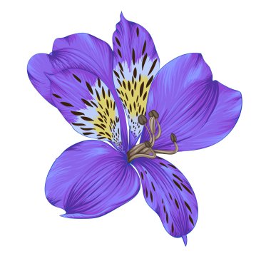 Beautiful bright violet alstroemeria with watercolor effect isolated on white background. clipart