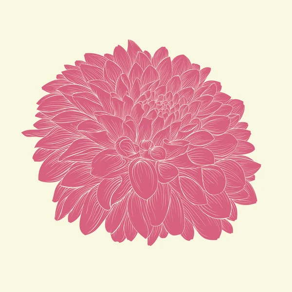 Beautiful pink dahlia drawn in graphical style contours and lines, isolated on background. — Stockvector