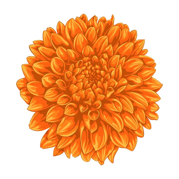Beautiful yellow dahlia isolated on white background. — Stock Vector