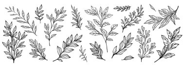 Dal ve yaprak koleksiyonu. Çiçekli el yapımı vintage set. Çizim çizgisi çizimi. Tebrik kartları, düğün davetiyeleri ve doğum günü davetiyeleri için element tasarımı