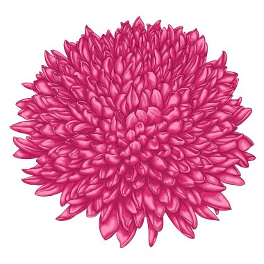 Beyaz arka plan üzerinde izole güzel pembe krizantem.